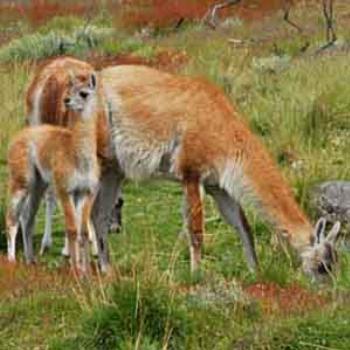 Guanacos in Patagonia