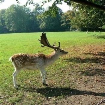 <b>Castle Deer, near Amsterdam (Ian/Sydney)</b>