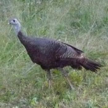 <b>Wild turkey in North Carolina, USA</b>