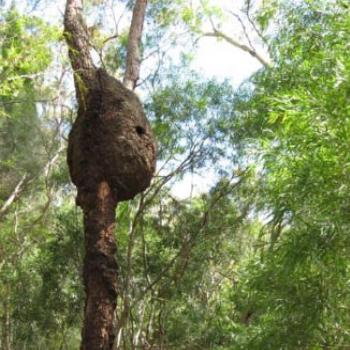 Termite Nest @ Ku-ring-gai Wildflower Garden