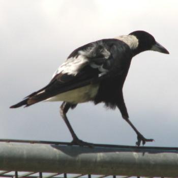 <b>Magpie watching the kites</b>