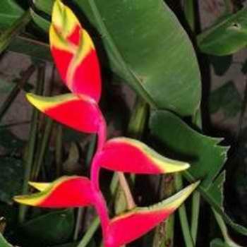 <b>Balinese flower, not sure what it is.</b>