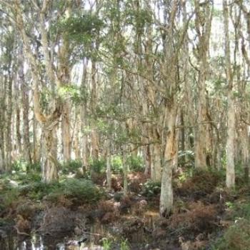 Melaleuca Swamp (my daughter's photo) (Ian/Sydney)