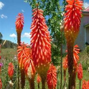 <b>Red Hot Pokers</b>