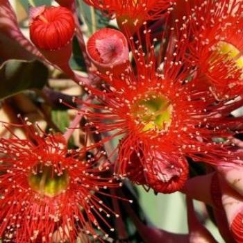 <b>Flowering Gum (Ian/Sydney)</b>