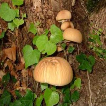 <b>Fungi</b>