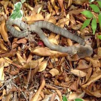 <b>Eastern Brown snake having lunch.</b>