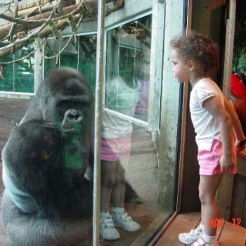 <b>If we could talk to the animals, just imagine it</b>