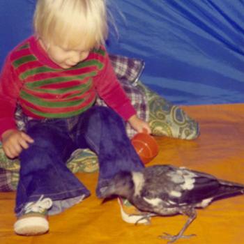 <b>magpie looking for a friend 1977 Kate/Sydney</b>