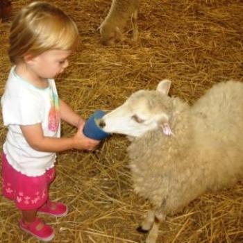 <b>Feeding Sheep at Easter Show</b>