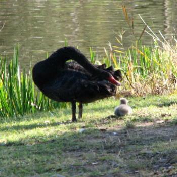 DZJ08 Black Swan  Cygnus atratus & Cygnets 2 Kate/Sydney