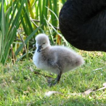 DZJ08 Black Swan  Cygnet Kate/Sydney