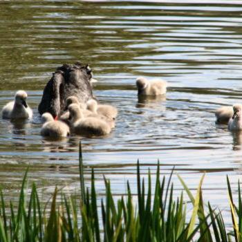 <b>DZJ08 Black Swan  Cygnus atratus & Cygnets 1 Kate/Sydney</b>