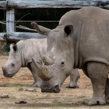 <b>DZJ08 White Rhinoceros & baby Ceratotherium simum simum Kate/Sydney</b>