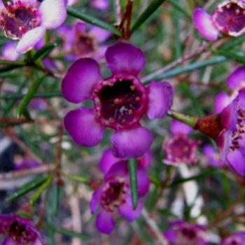 <b>9221 waxflower Chamaelaucium hybrid Myrtaceae Sydney Kate/Sydney</b>