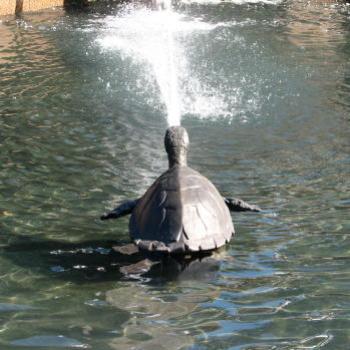 6987  Tortoise  Archibald Fountain Hyde Park Sydney Kate/Sydney