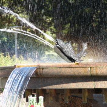 <b>6982 fish Archibald Fountain Hyde Park Sydney Kate/Sydney</b>