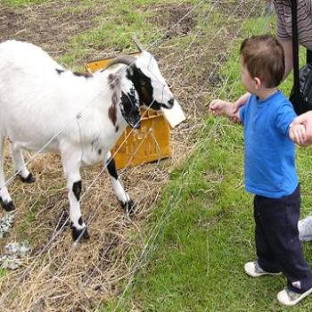 <b>Bailey (age 22mths) feeding the goats at an animal park, (Anne/Albany)</b>