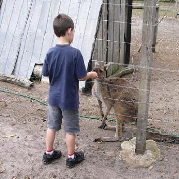 <b>Johnathan (age 6) feeding a joey (Anne/Albany)</b>