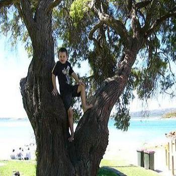 <b>Johnathan climbing a tree at Emu Point at Granny's birthday, Anne Albany</b>