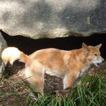 <b>Australian Dingo at Healsville Victoria.</b>