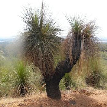 A "blackboy" Australian plant