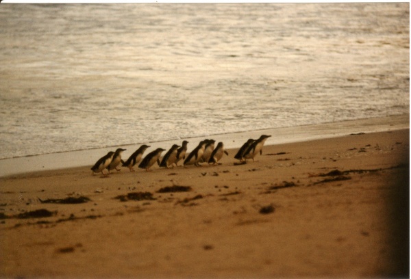 Penguin Parade! c 1981?