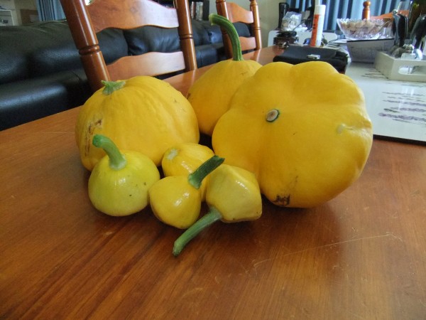 With all the rain these "button" squash got carried away! The ones front and centre are the size they should be!