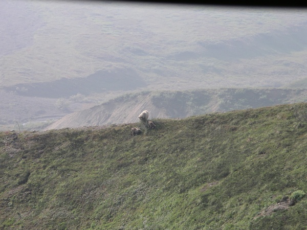 Taken from a plane, a mother bear and two cubs in Alaska.