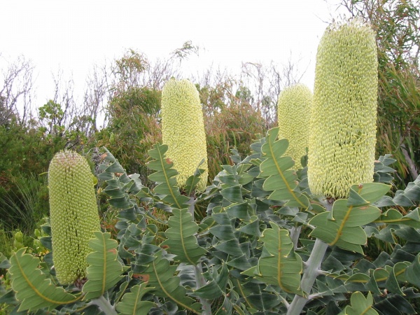 Banksias growing wild.