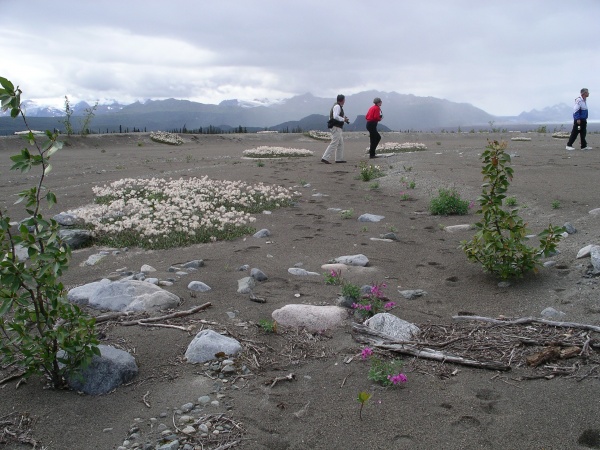 The soil has few nutrients. We were TOLD that these small patches of flowers and plants were courtesy of fertilisation by passing moose, etc. Don't know if they were pulling our collective legs ....