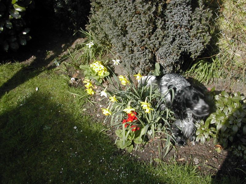 No wonder my borders never look very tidy. That blooming dog is in them again