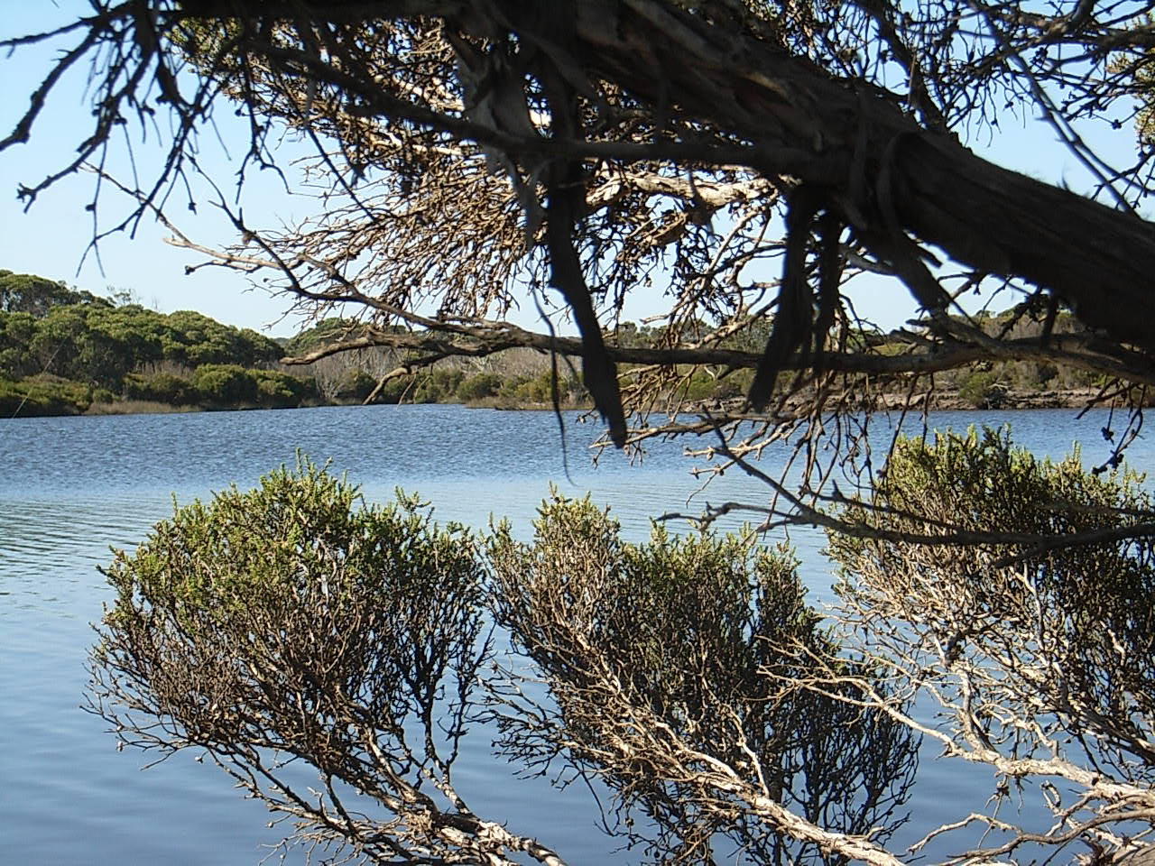 We fished for brim at the little jetty which I am standing on to take this photo. The Harriet empties into Vivonne Bay.