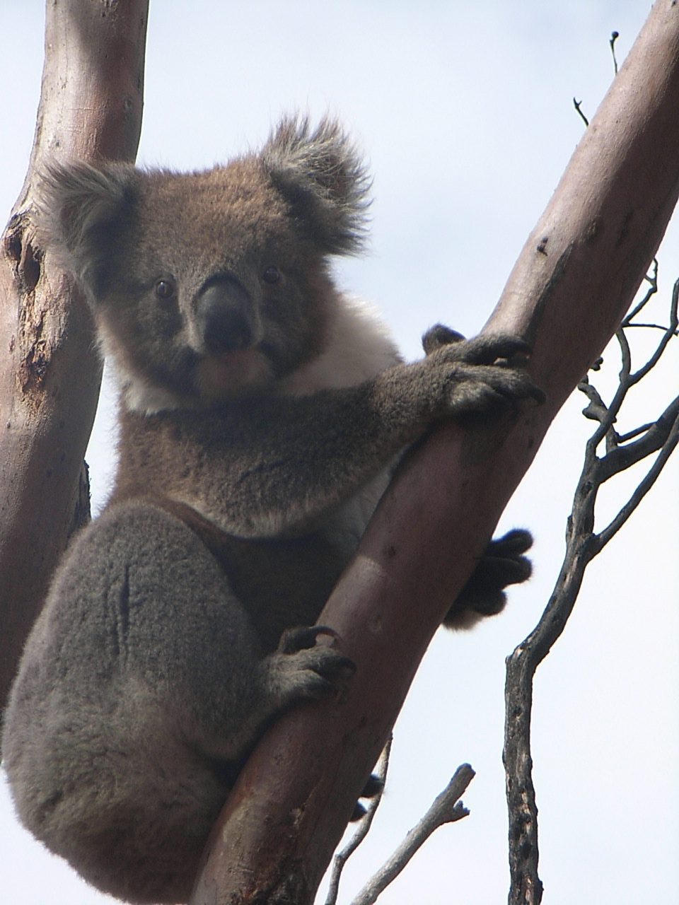 After the fires in Kangaroo Island, alot of these little chaps were wandering across roads trying to find their family and a new home. Note the burned twigs in the background.