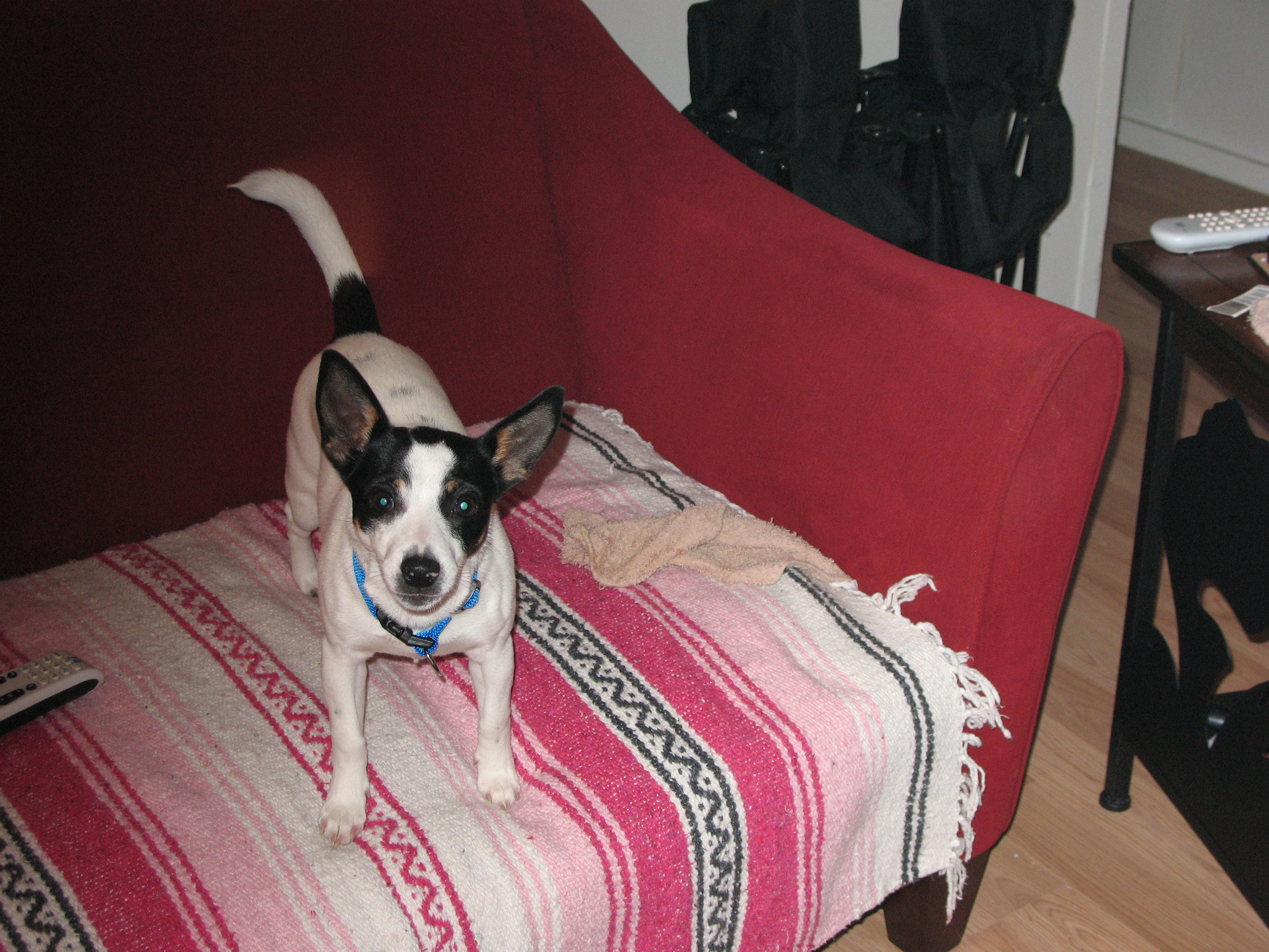 My rat Terrier