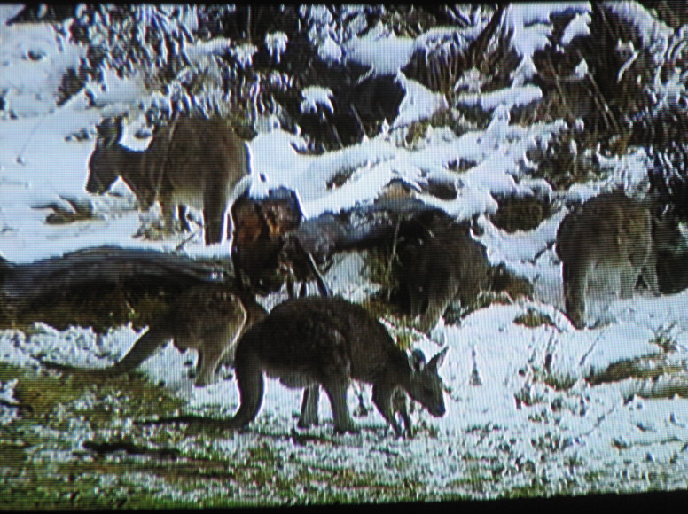 Photo taken from television program on 13th August'o8, from TV program on ABC (Australian Broadcasting Commission)filmed in May'08