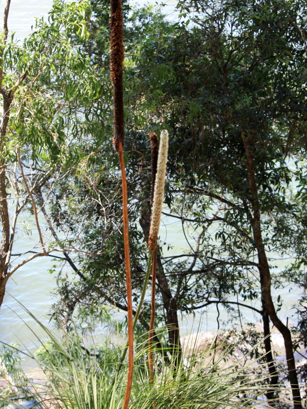 Grass trees have either an above-ground or below-ground woody stem, which is covered with packed leaf bases. The long, narrow leaves form a crown at the top of the stem and look like a grass skirt. Creamy-white flowers are crowded on the end of a long, spear-like flower spike.
http://www.rbgsyd.nsw.gov.au/education/Resources/bush_foods/Xanthorrhoea_species