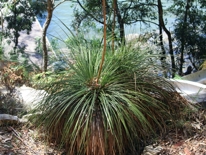 Grass trees have either an above-ground or below-ground woody stem, which is covered with packed leaf bases. The long, narrow leaves form a crown at the top of the stem and look like a grass skirt. Creamy-white flowers are crowded on the end of a long, spear-like flower spike.
http://www.rbgsyd.nsw.gov.au/education/Resources/bush_foods/Xanthorrhoea_species