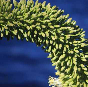 Mature plants send up a 5 to 10 foot vertical flower stalk that reflexes back towards the ground before arching upward again, giving this plant the common name, the Fox-tail agave – it is also called Lion's Tail Agave and Swan's Neck Agave. The flowers are a pale greenish yellow and are followed by seed pods and many new "plantlets" (or bulbils). Plant in full coastal sun to shade in moist or dry soils (looks best with an occasional watering)