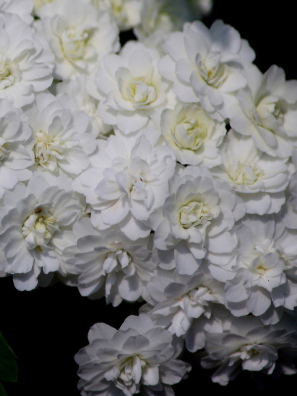 May bush, Bridal Wreath,
Originally from Korea