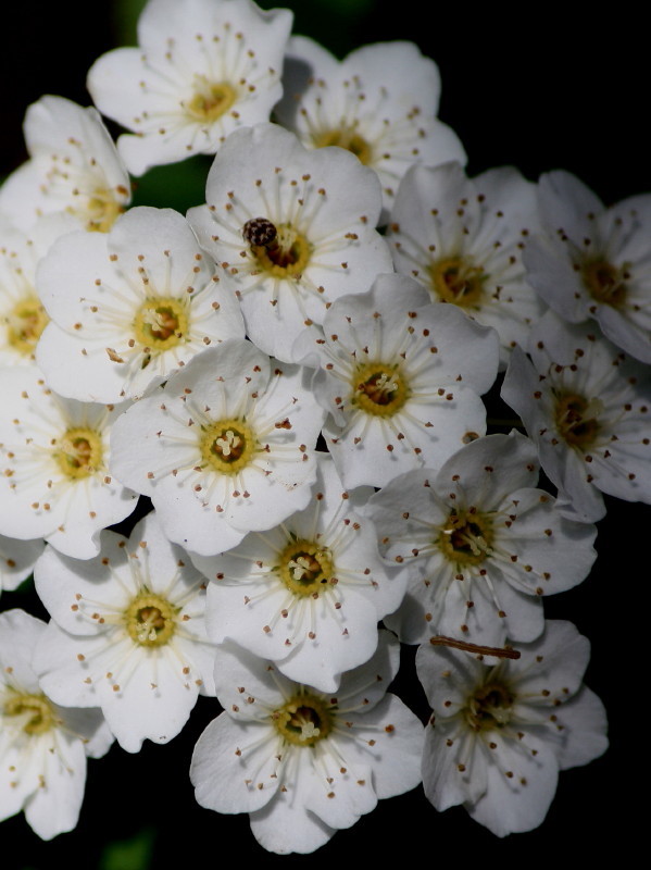 Chinese Spiraea (from China)
Can you see the ladybird & the little caterpillar?