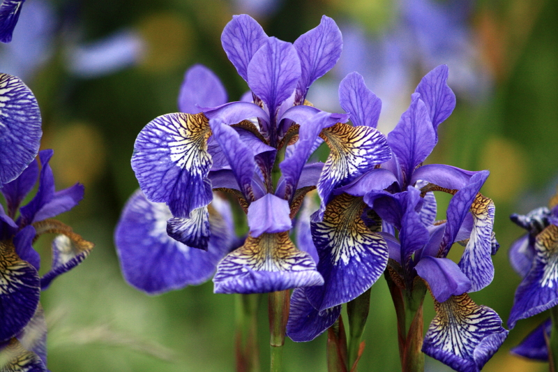 Iris in the graveyard