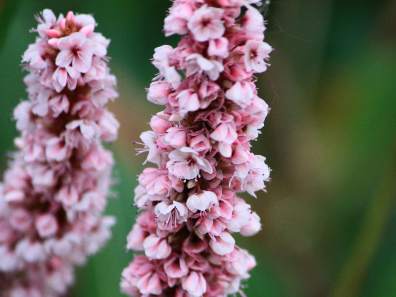 pretty in pink, Persicaria bistorta, Polygonaceae