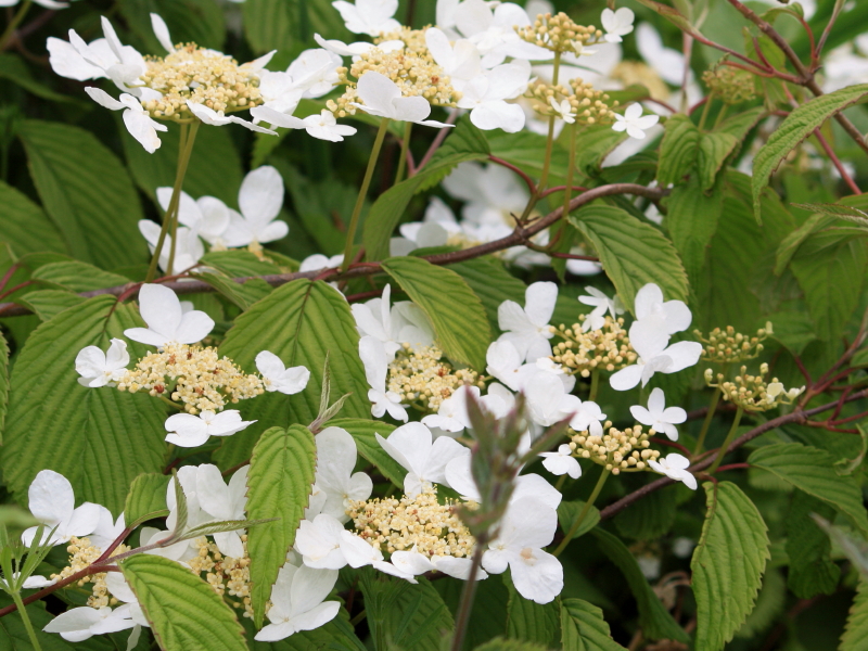 white, yellow & green, Whitebeam, UK tree
http://www.woodlands.co.uk/blog/tree-identification/whitebeam/