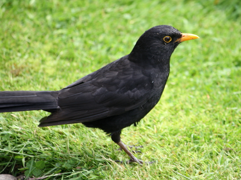 male Common Blackbird, Turdus merula, Muscicapidae, Passeriformes
http://www.garden-birds.co.uk/birds/blackbird.htm