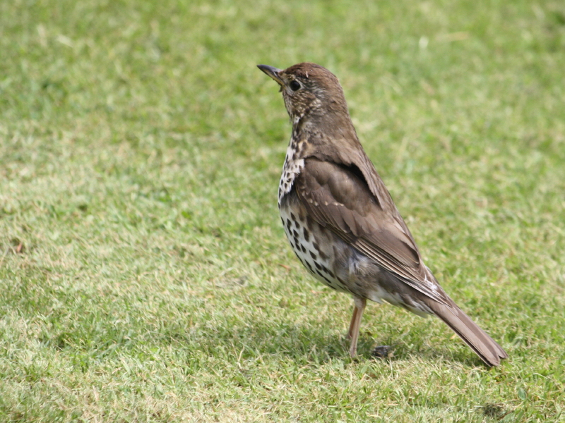 http://www.garden-birds.co.uk/birds/songthrush.htm