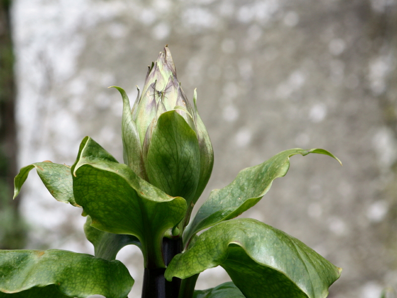 unopened flowers
Can grow to 3.5 metres high
http://www.kew.org/news/kew-blogs/alpine-rock-garden/cardiocrinum-seedheads.htm