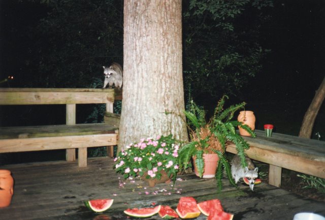 1996 - Watermelon Party