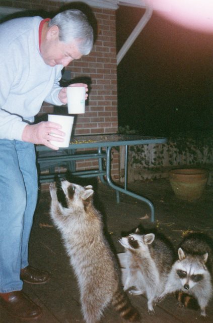 1997 - Suppertime at the Raccoon Ranch!