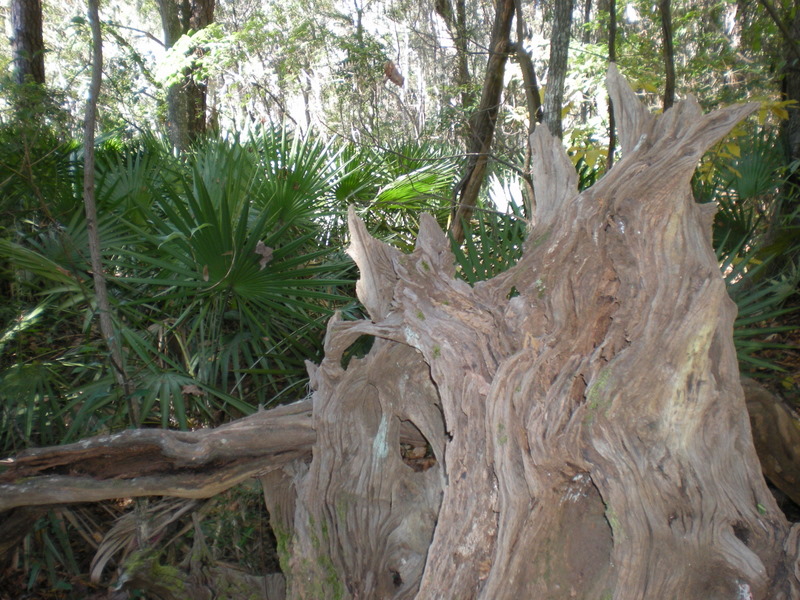 Thought this was an interesting tree trunk.  Although it looks like driftwood, this woods is mid-island.  